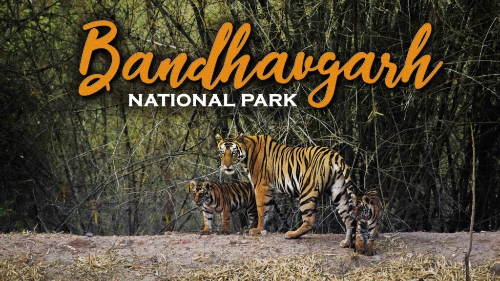 Bandhavgarh National Park Image