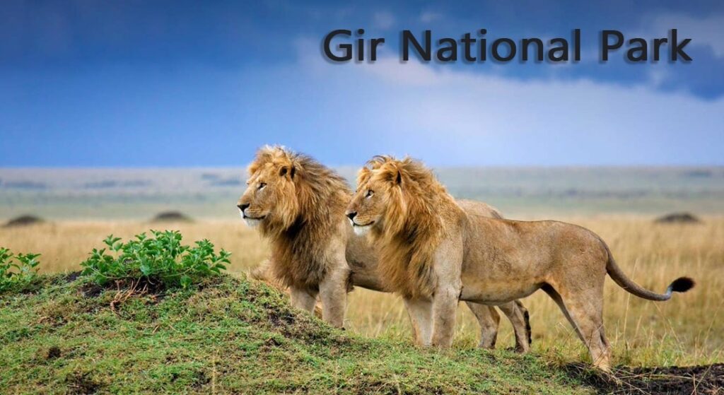 Gir National Park Image