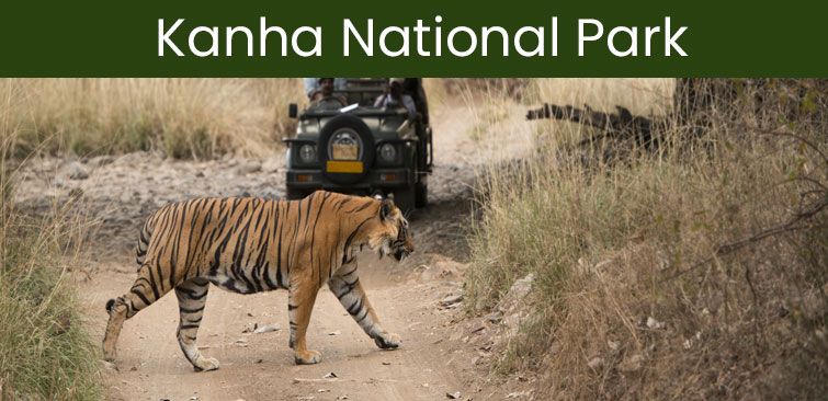 Kanha National Park Image