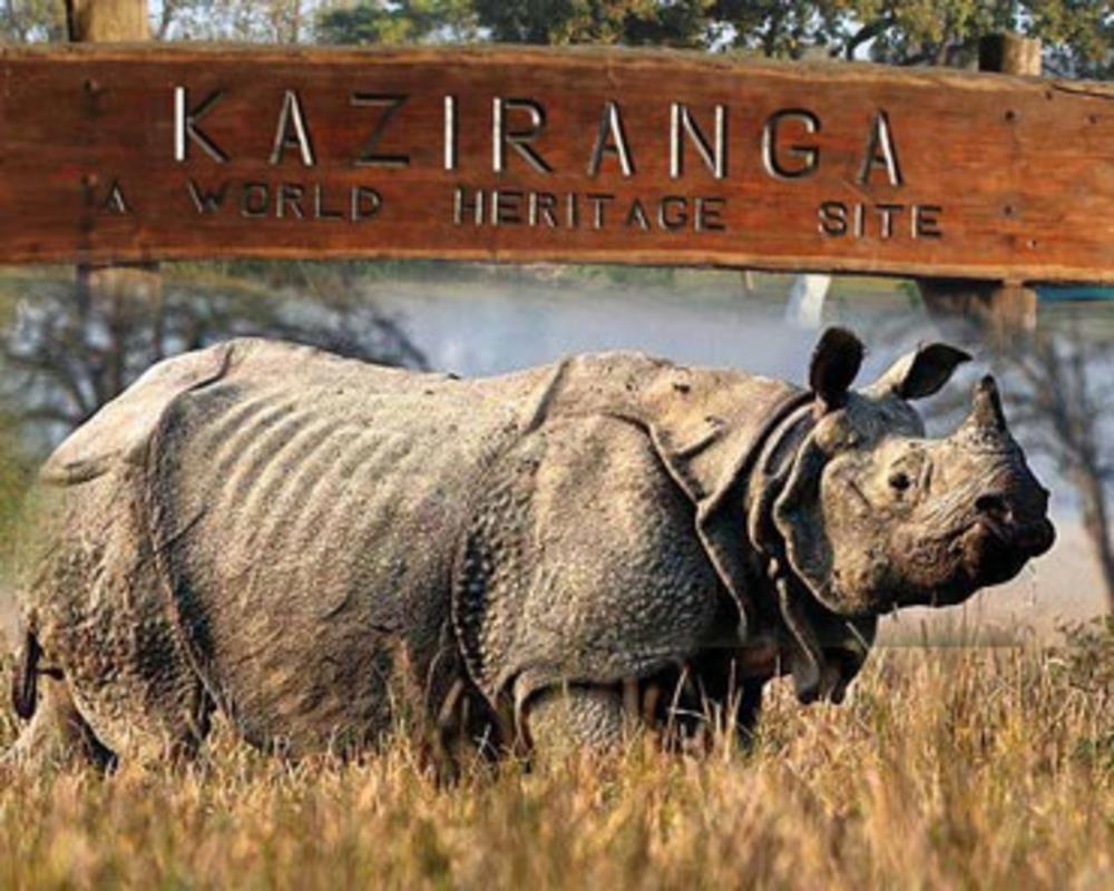 Kaziranga National Park Image