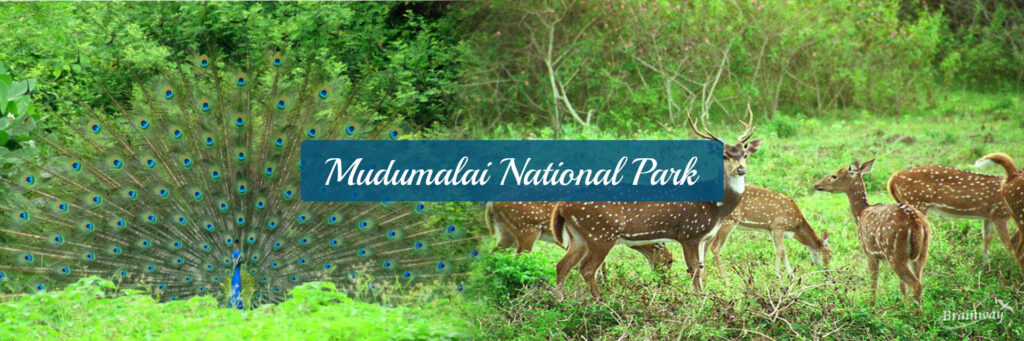Mudumalai National Park Image