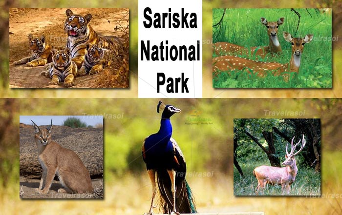 Sariska National Park Image