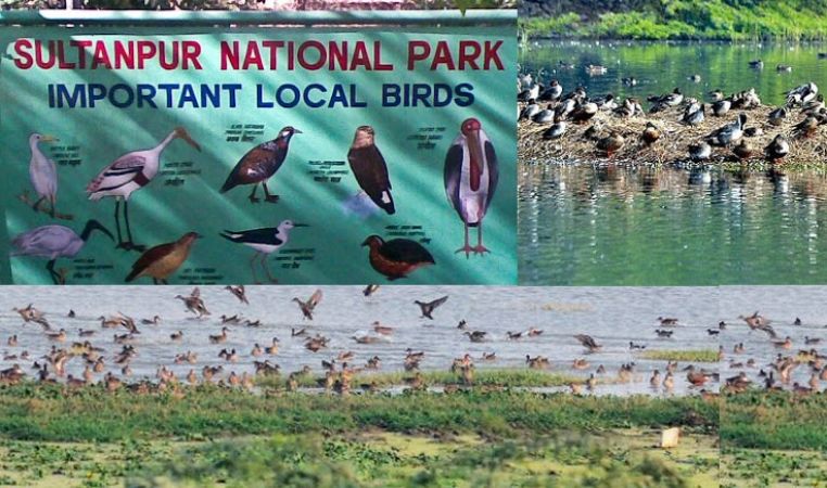 Sultanpur National Park Image