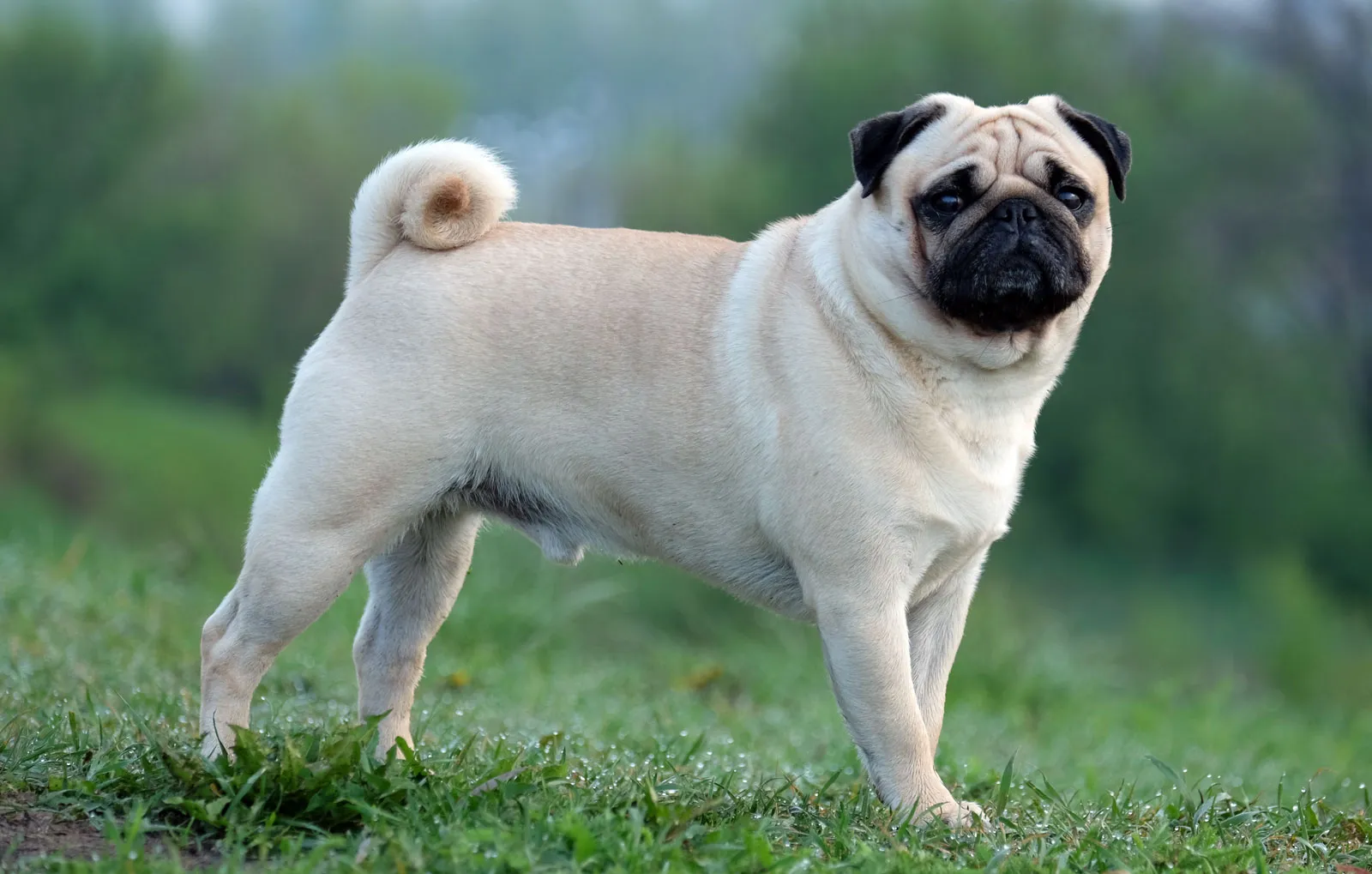 Top 20 Dog Breeds In India: Most Loyal & Intelligent Animals