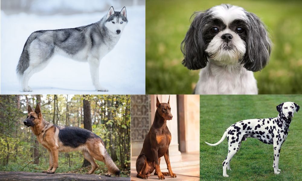 Top 20 Dog Breeds In India: Most Loyal & Intelligent Animals