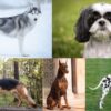 Top 20 Dog Breeds In India Most Loyal & Intelligent Animals