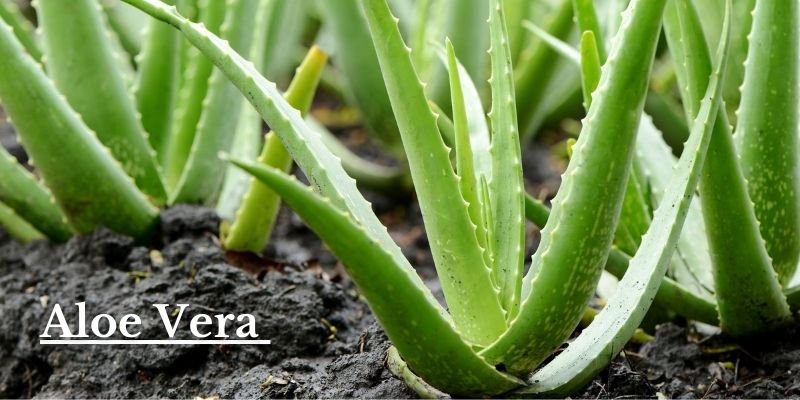 Aloe Vera Image