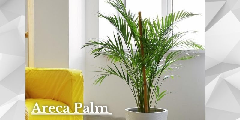 Areca Palm Image