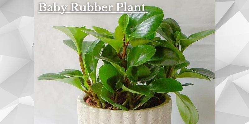 Baby Rubber Plant Image