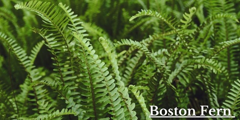 Boston Fern Image