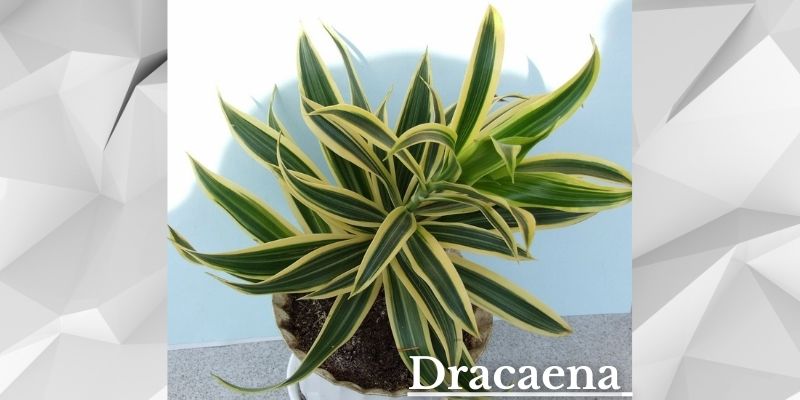 Dracaena Image