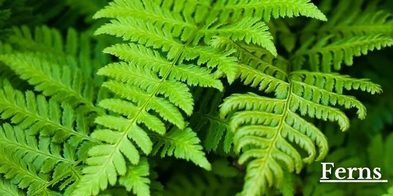 Ferns Image