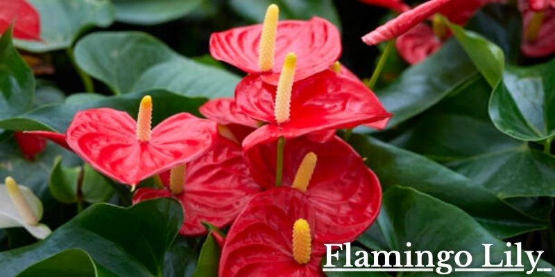Flamingo Lily Image