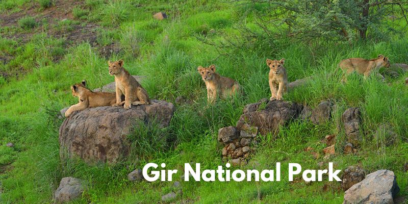 Gir National Park Image