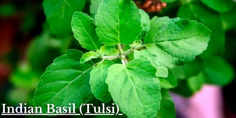 Indian Basil (Tulsi) Image