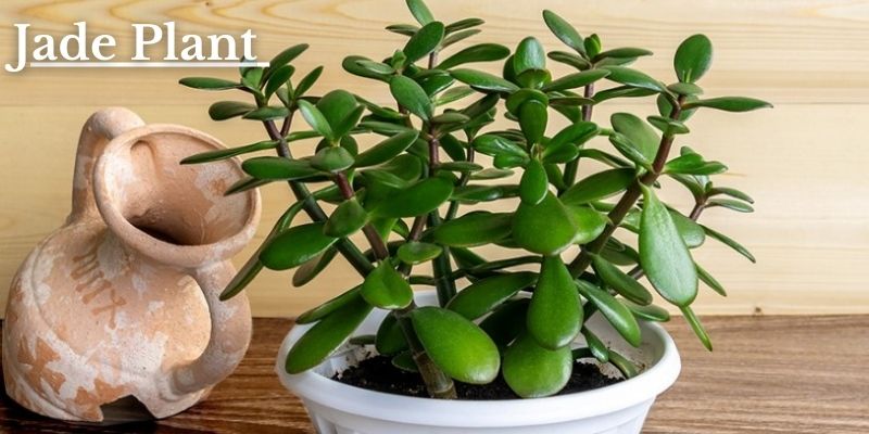 Jade Plant Image
