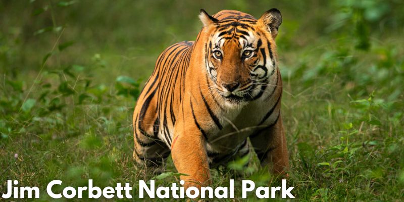 Jim Corbett National Park Image