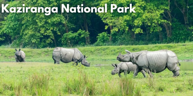 Kaziranga National Park Image
