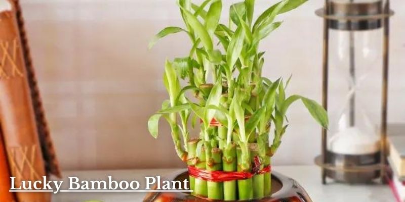 Lucky Bamboo Plant Image