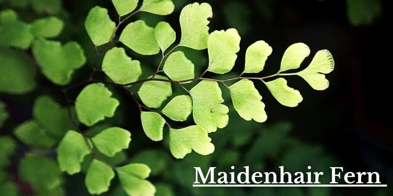 Maidenhair Fern Image