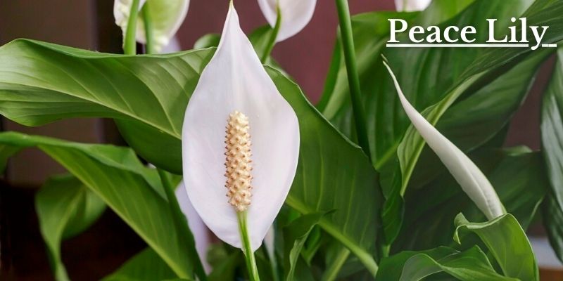 Peace Lily Image