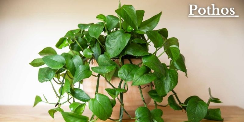 Pothos Image