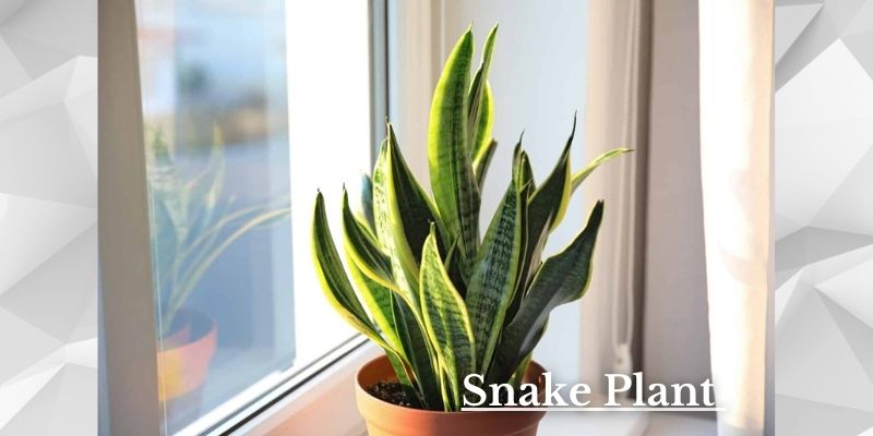 Snake Plant Image