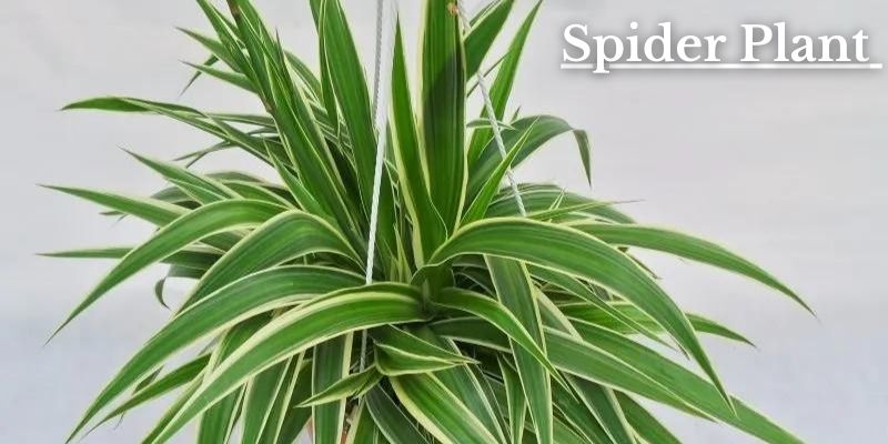 Spider Plant Image