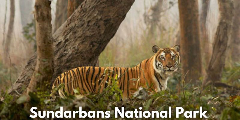 Sundarbans National Park Image