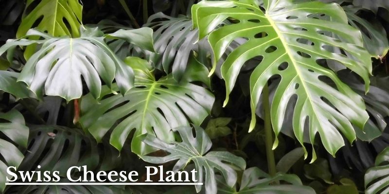 Swiss Cheese Plant Image