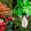 Top 20 Indoor Plants in India To Keep Your Home Fresh
