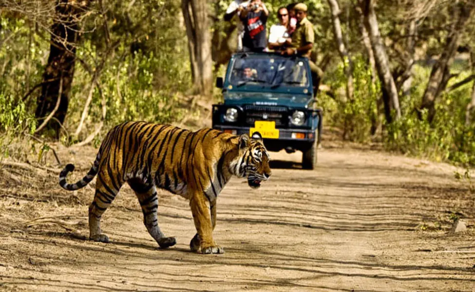 Jeep Safari in Rajaji National Park & Tiger Reserve Image