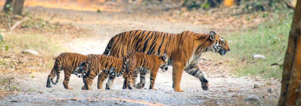 Jim Corbett National Park and Tiger Reserve Image