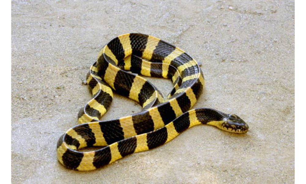 Banded Krait