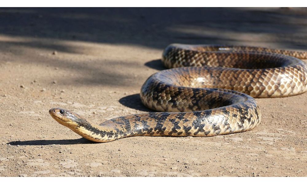 Giant Water Cobra image