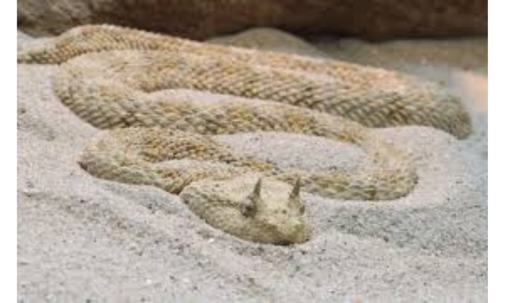 Great Horned Viper image