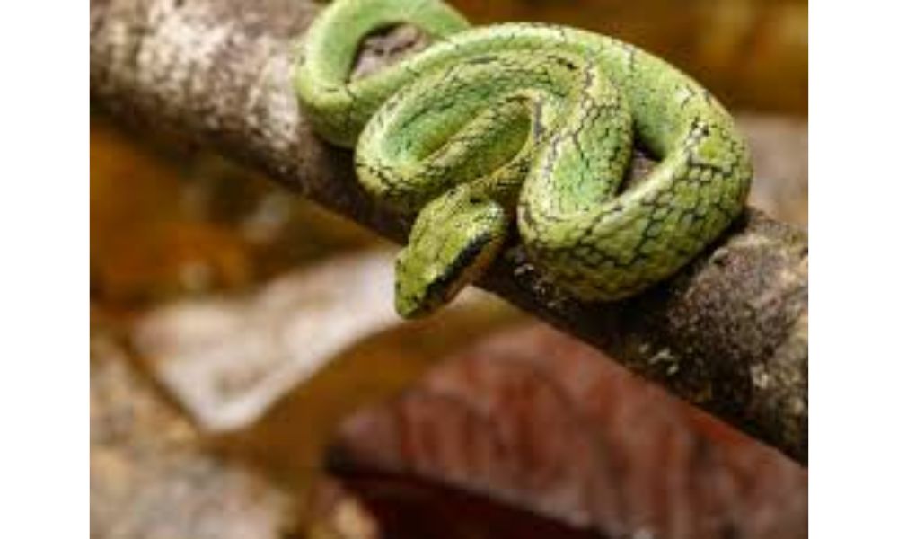 Green Pit Viper image