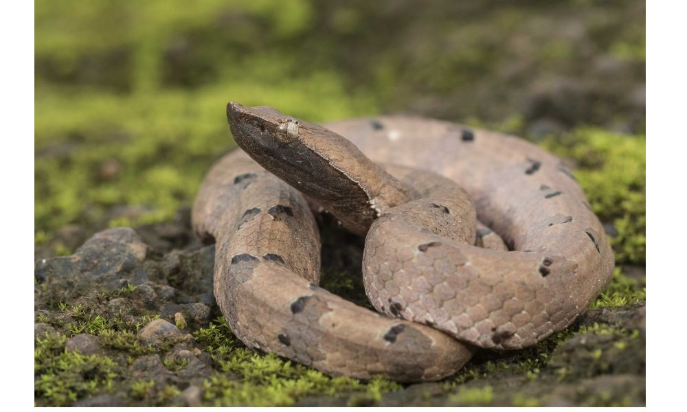 Hump nosed Pit Viper image