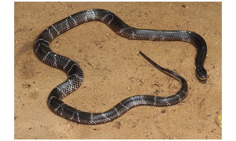 Indian krait image