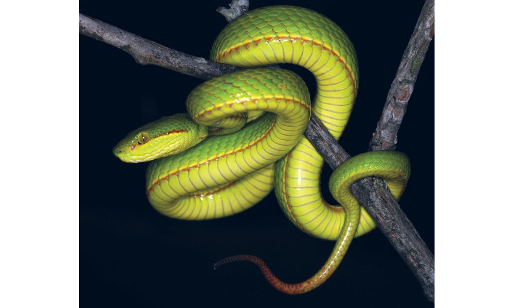 Indian Pit Viper