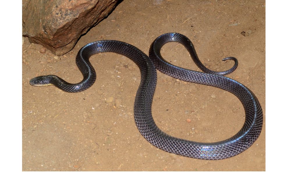 Lesser Black Krait image