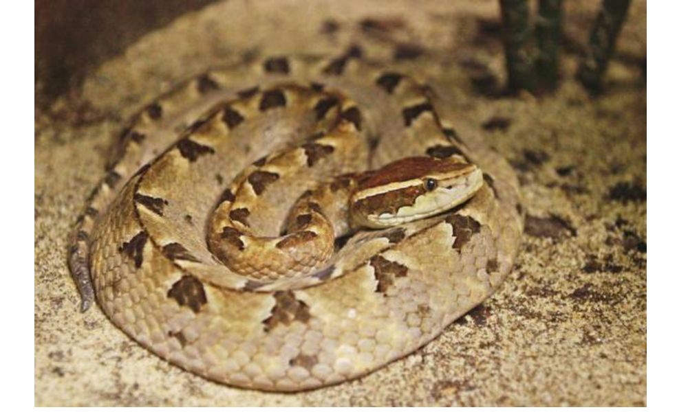 Malayan Pit Viper image