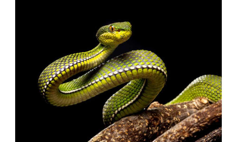 Pit Viper image