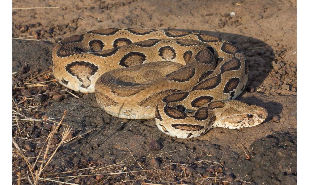 Russell’s Viper image