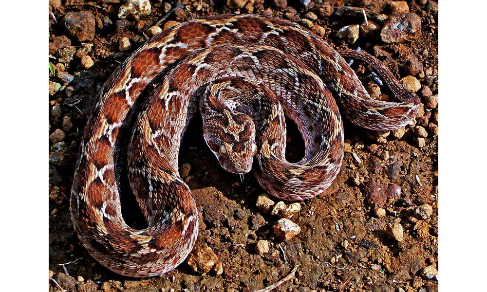 Saw-scaled Viper