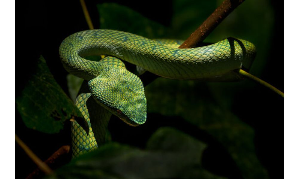 Tropical Pit Viper image