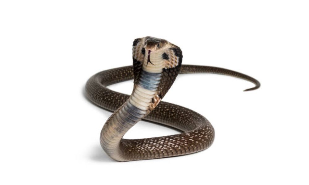 Indian cobra image