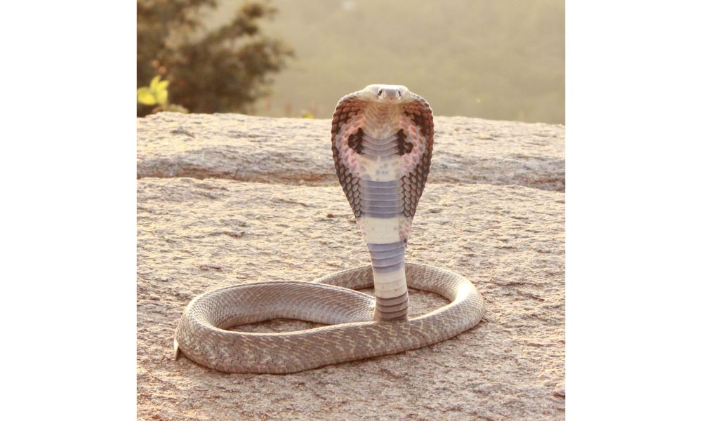 king cobra deadly snakes image